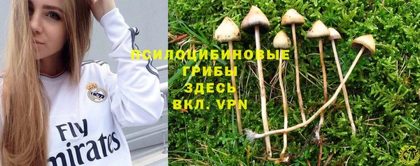 прущие грибы Козельск